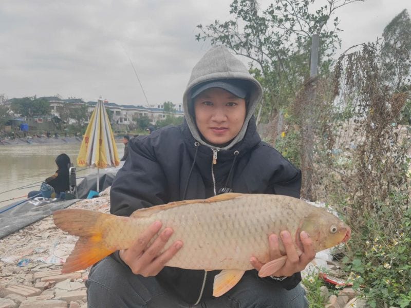 Cá Chép Có Dễ Câu Hay Không?