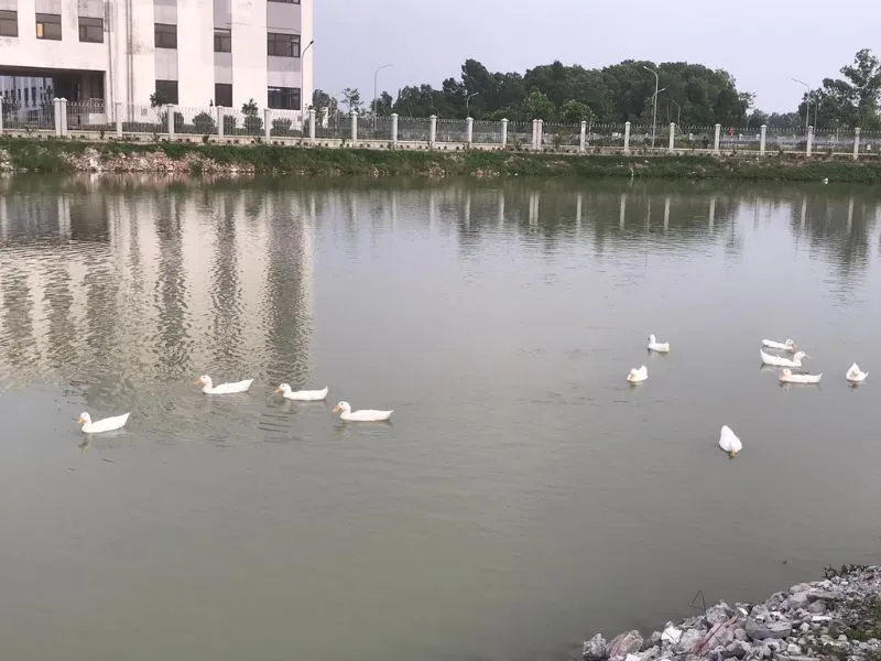 Hồ Câu Giải Trí - Điểm Đến Không Thể Bỏ Lỡ Của Các Cần Thủ