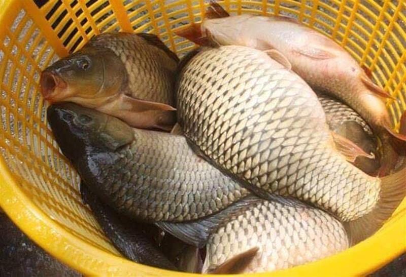 Cách làm mồi câu cá chép hiệu quả và nhạy nhất hiện nay