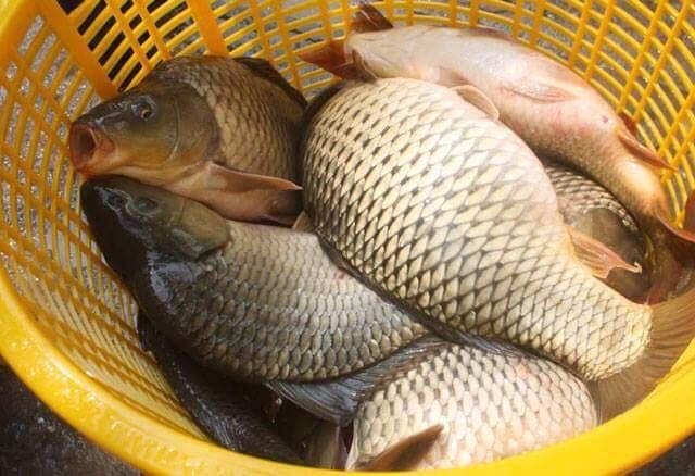 Mồi câu cá chép hiệu quả nhất hiện nay
