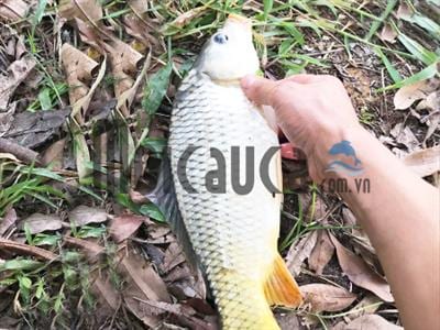 Câu cá Chép mùa thu với bí quyết lựa chọn mồi câu cá chép đạt hiệu quả