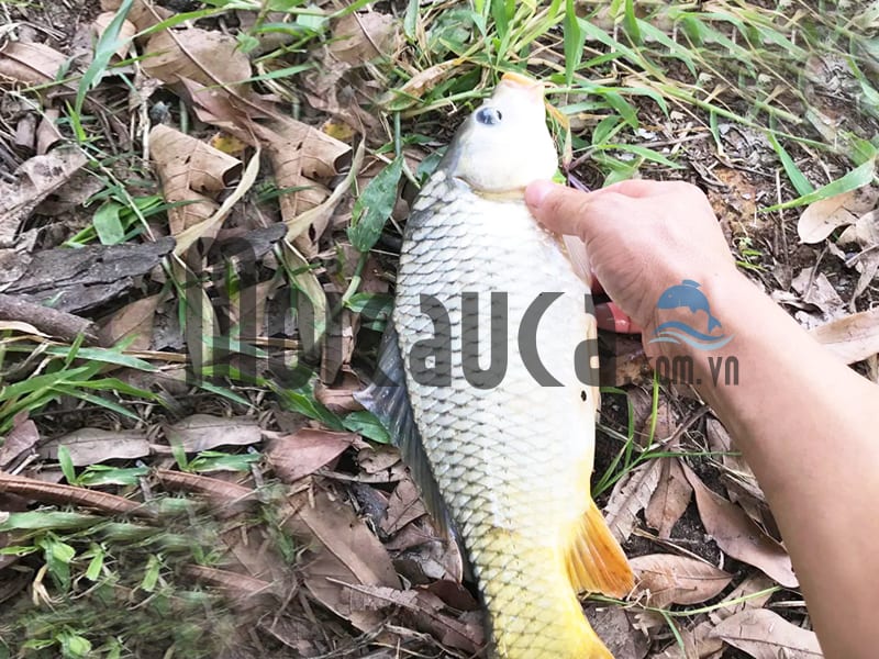 Câu cá chép mùa thu