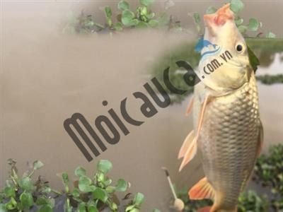 Câu cá ở Sông Hồng và những bài mồi sẵn anh em nên chuẩn bị