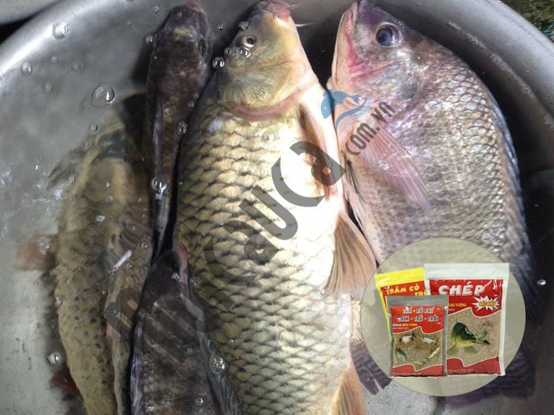 Kinh nghiệm dùng mồi câu cá sông đơn giản không tốn công làm và đạt hiệu quả nhất.