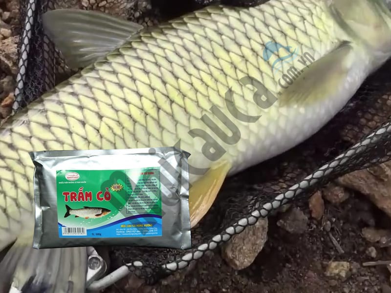 Cá trắm cỏ - Mồi đặc trị cá trắm cỏ