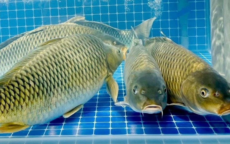 [Mẫu] Thông báo thả cá mở màn mùa mới — hồ chuẩn bị đón khách!