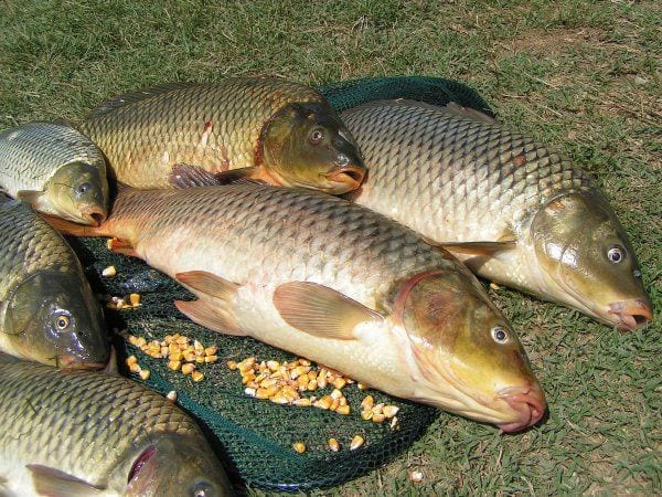 [Mẫu] Giải câu đêm — trải nghiệm khác biệt, cá ăn khuya hơn ban ngày.