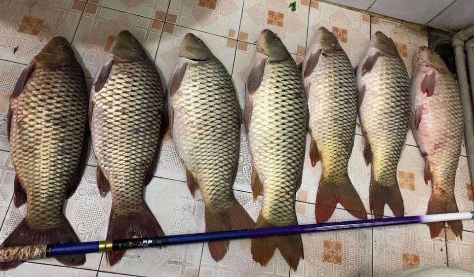 size dây thẻo