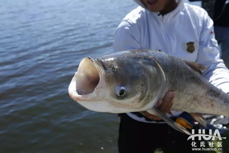 kỹ thuật câu cá mè