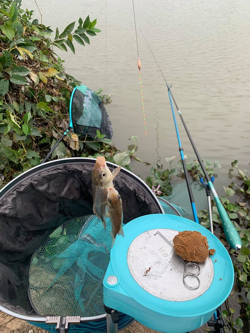 Câu cá diếc
