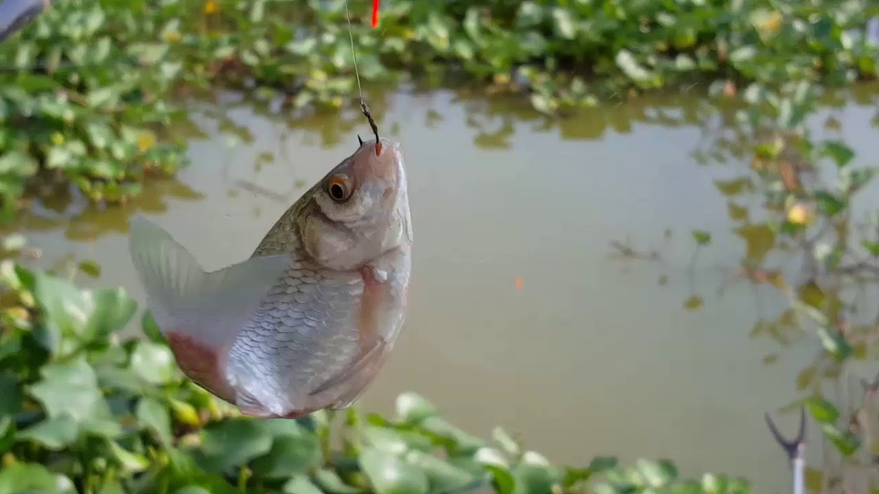 Phao câu cá diếc