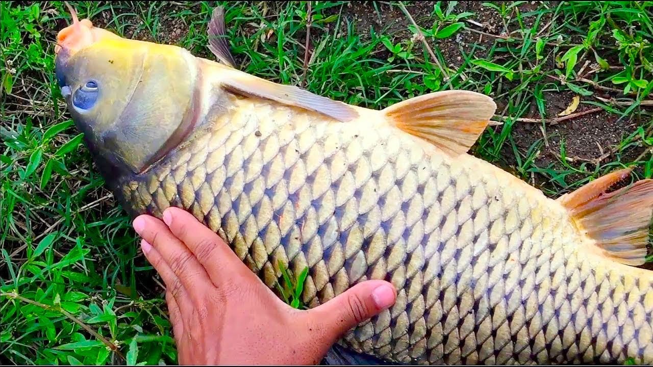 Top 5 Mồi Câu Cá Chép Siêu Nhạy