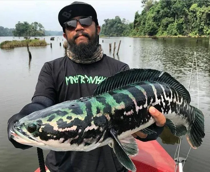 Mồi Câu Lure Cá Lóc Nhạy Nhất