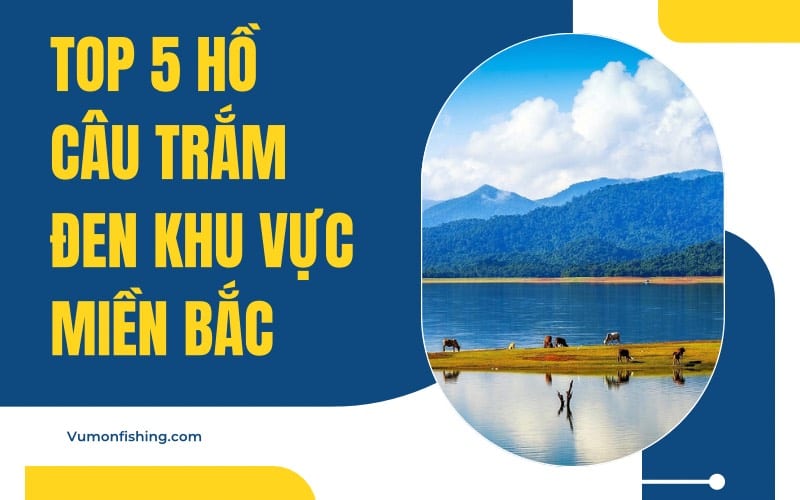 TOP 5 HỒ CÂU TRẮM ĐEN HOT NHẤT KHU VỰC MIỀN BẮC