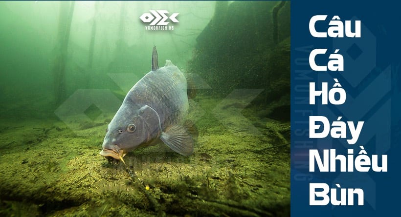 🐳 CÁCH KHẮC PHỤC KHI ĐI CÂU HỒ NHIỀU BÙN CÁ KHÔNG TÌM THẤY MỒI 🐟