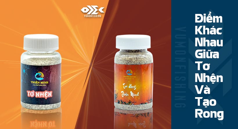 SỰ KHÁC BIỆT GIỮA TƠ NHỆN VÀ TẠO RONG MÀ ANH EM CHƯA BIẾT ?