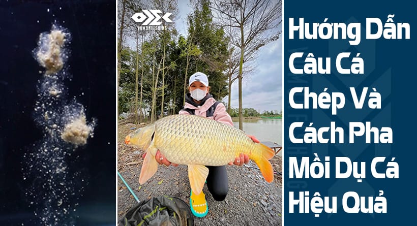 Hướng Dẫn Câu Cá Chép và Cách Pha Mồi Câu Cá Chép Hiệu Quả