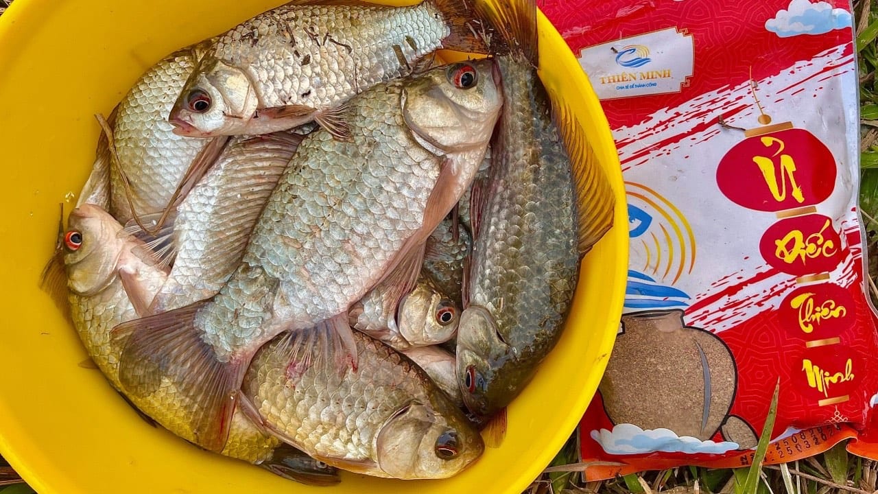 Các Mẫu Phao Câu Diếc