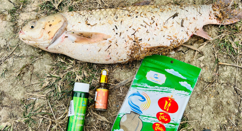 Mồi Câu Trắm Cỏ Đơn Giản Mà Hiệu Quả !!!