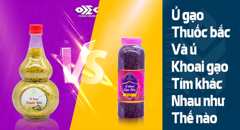 Sự Khác Biệt Giữa Ủ Gạo Khoai Tím và Ủ Gạo Thuốc Bắc Thiên Minh