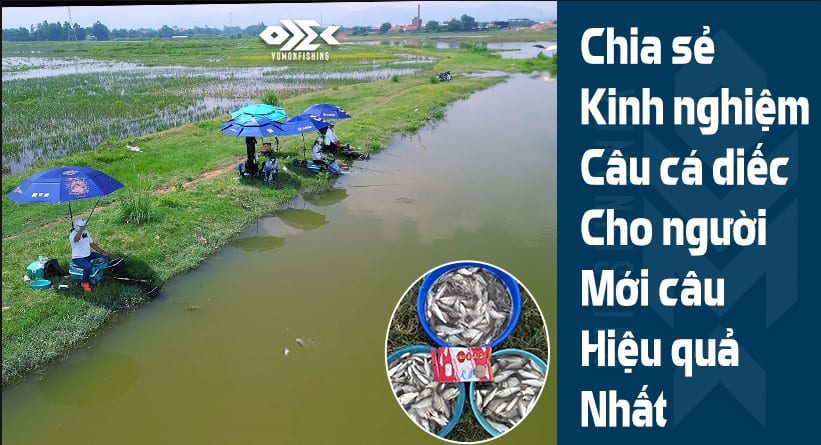 CHIA SẺ KINH NGHIỆM CÂU CÁ DIẾC HIỆU QUẢ NHẤT CHO NGƯỜI MỚI TẬP CÂU