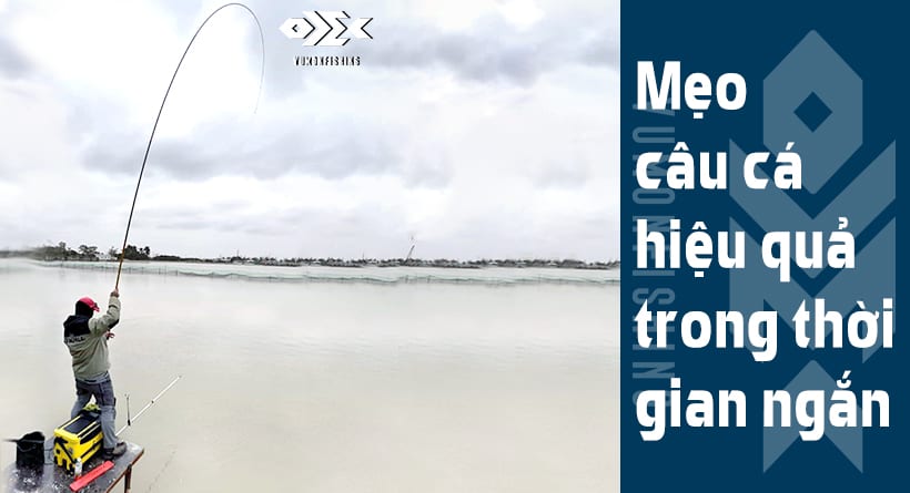 Mẹo Câu Cá Hiệu Quả Trong Thời Gian Ngắn