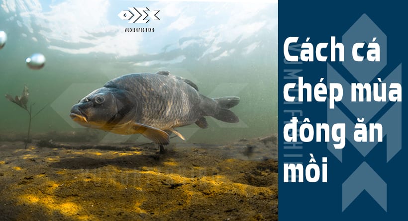 Cách Cá Chép Mùa Đông Ăn Mồi