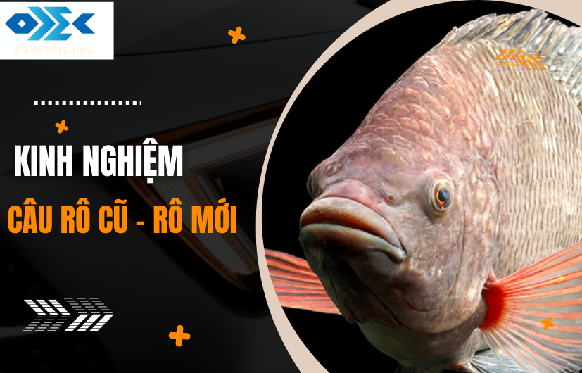 KINH NGHIỆM CÂU CÁ RÔ CŨ VÀ MỚI